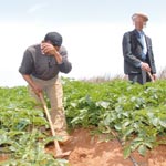 مشاكل تؤثر على تطوير الفلاحة ببسكرة                                    المسالك الفلاحية والعقود العرفية للأراضي والبيروقراطية