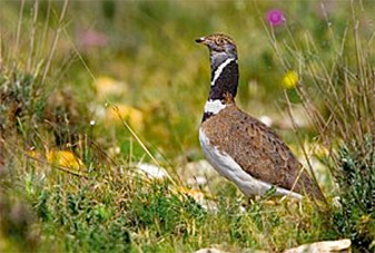 Lâcher de 200 outardes «houbara» à Debbouche                                    El-Bayadh