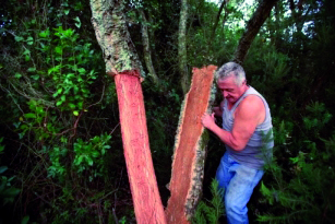 La récolte du liège compromise par les incendies                                    Tizi-Ouzou