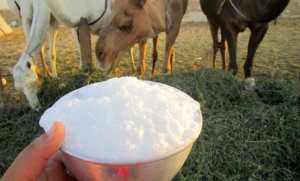 Tindouf : entrée en activité d'une unité de lait de chamelle
