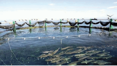 Tlemcen : Des actions pour promouvoir l'aquaculture