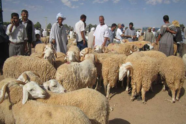 موالو تيبازة يتهمون: السماسرة 