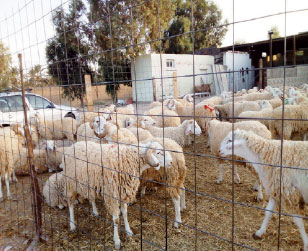 Association «Lyakadha» de Biskra:  Le mouton de l’Aïd El Adha en question