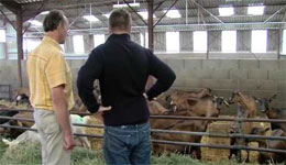 Guelma/Aïd El Adha : Et pourquoi pas le caprin '