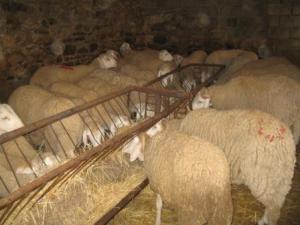 Mouton de l'Aid très cher cette année