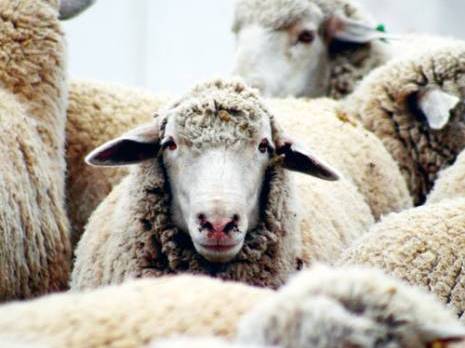 El Aïd : cher, très cher mouton                                    A la une : les autres articles