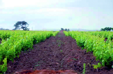 1.136 actes établis                                    Annaba, concessions agricoles