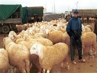 LE MINISTRE DE L'AGRICULTURE À BOUMERDÈS                                    'Pas d'importation de moutons pour l'Aïd