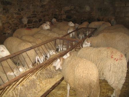 Mouton de l'Aid très cher cette année