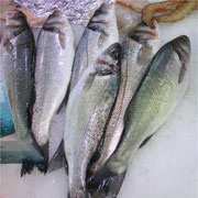 Aïn Témouchent / Aquaculture                                    Daurade, loup de mer...