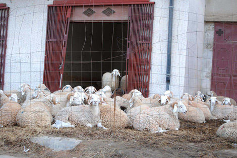 جرحى في معركة لاسترجاع 81 كبشا مسروقا في غرداية