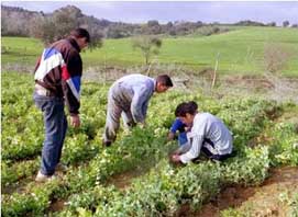 Exposition sur la production et les techniques                                    Illizi, développement agricole