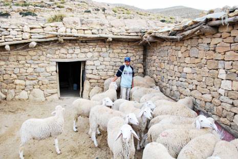 Portrait : Hassan, l'universitaire berger des Aurès                                    Actualité : les autres articles
