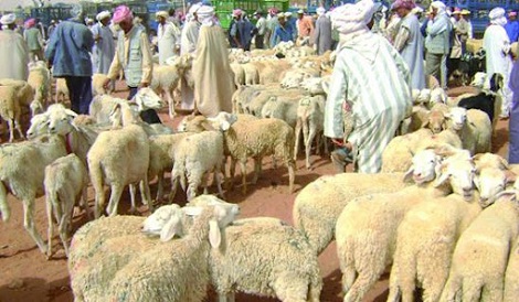 3 جرحى في معركة للمطالبة بإطلاق سراح سارقي المواشي بغرداية