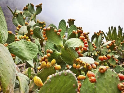 Figue de Barbarie : Production abondante et encourageante pour en faire une filière autonome