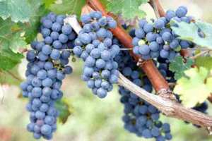 زراعة العنب تعود بقوة إلى حقول عين تموشنت