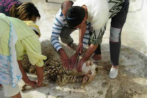 تسجيل حالات لإخضرار الأضاحي بتيارت