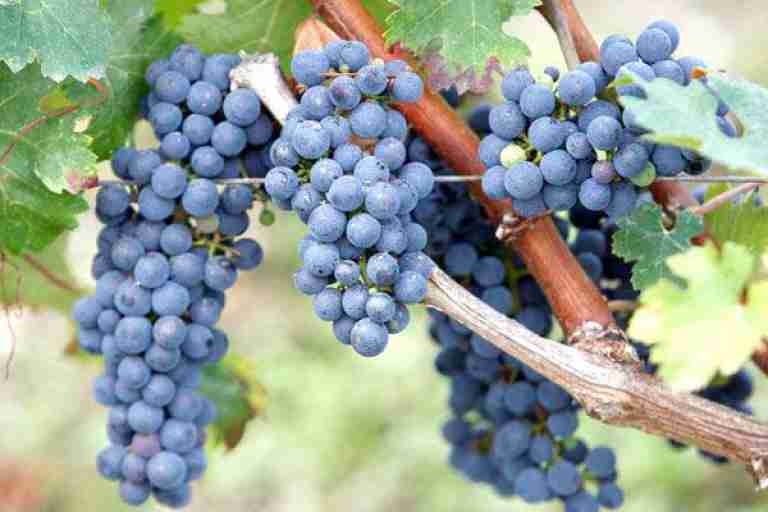 زراعة العنب تعود بقوة إلى حقول عين تموشنت