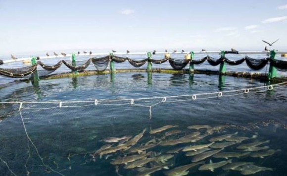 La wilaya d'Oran dispose d'un potentiel pour devenir un pôle national en aquaculture