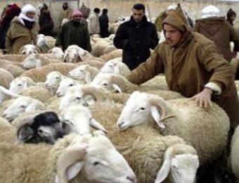 أضاحي ب50 ألف دينار في وهران..!                                    الغلاء الفاحش جعل المواشي من الكماليات