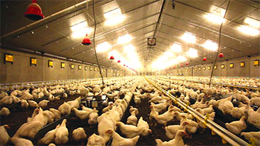 Comme pour les voitures: Le poulet made in Bladi est un leurre