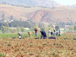 الشريط الحدودي بالوادي.. ثروة زراعية مهملة في الصحراء                                    تذبذب الطاقة الكهربائية والوقود هاجس الفلاحين