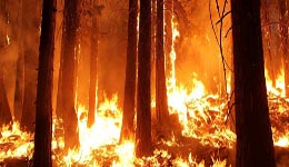 Forêts/52 000 hectares consumés : Les feux ont fait des ravages