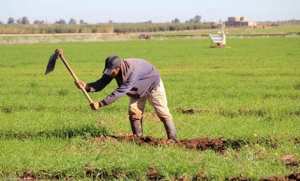 الشلف: ارتفاع نسبة عقود التأمين على المخاطر الفلاحية إلى 35 %