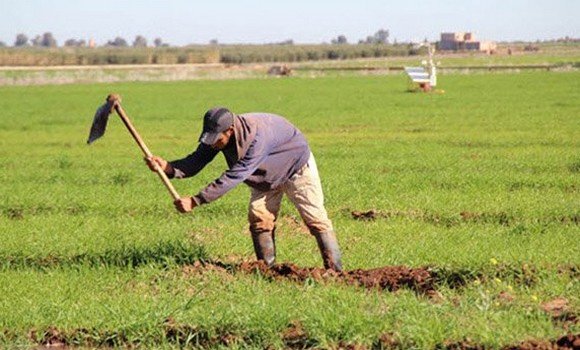 الشلف: ارتفاع نسبة عقود التأمين على المخاطر الفلاحية إلى 35 %