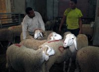 L'UGCAA dédouane les éleveurs                                    Le mouton plus cher qu'en 2011