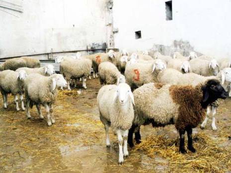 Revoilà le temps des moutons de l'Aïd à Alger                                    Après l'éradication des marchés informel