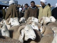 Les maquignons justifient la hausse des prix                                    Marché hebdomadaire de bétail de Boufarik