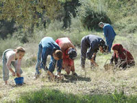 Souk Ahras / Olives                                    Vers une production «record»