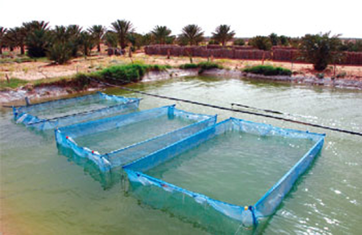 Aquaculture : L'Algérie dispose d'atouts l'habilitant à se placer sur le marché méditerranéen