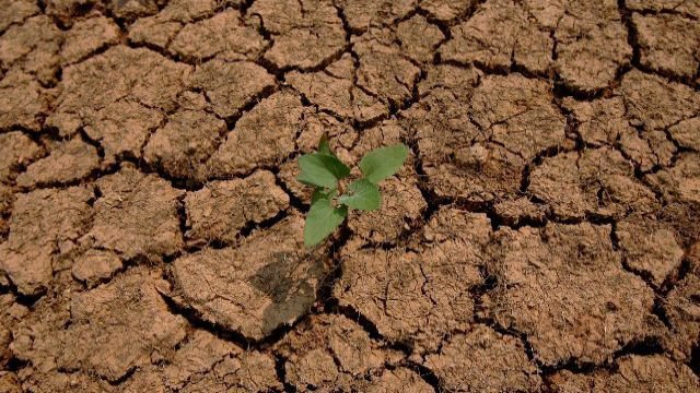 Il n’a pas encore plu: Menace de sècheresse à Tlemcen