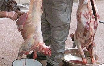 La wilaya d'Oran lance la première offensive