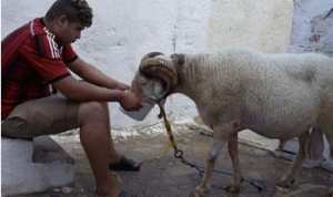 L'animal entre combat et émotion