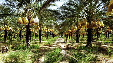 Salon agroalimentaire de Moscou: La datte en vedette