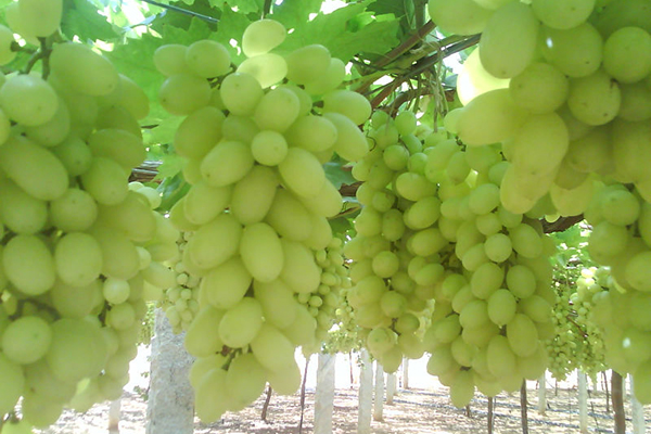 بومرداس الأولى وطنيا في إنتاج عنب المائدة