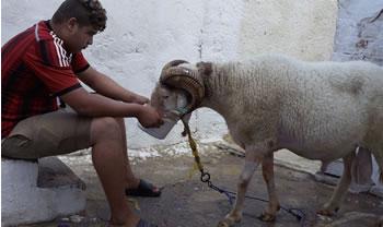 L'animal entre combat et émotion