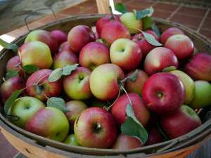 أفضل البساتين لقطف التفاح قرب مونتريال