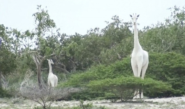 المرة الثالثة عالمياً.. مشاهدة زرافة بيضاء في كينيا