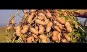 زراعة الفول السوداني : توقع إنتاج 6.000 قنطار برسم حملة الجني الحالية بغرداية