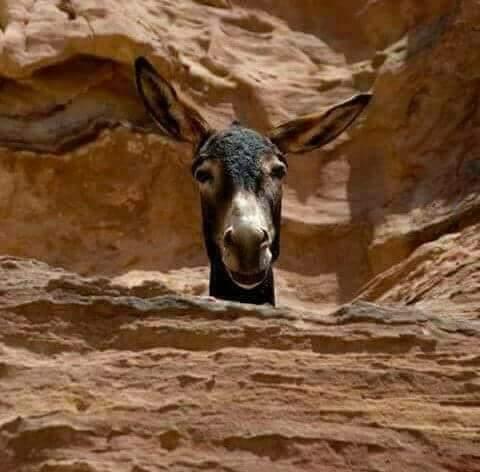 حبلها الوهمي