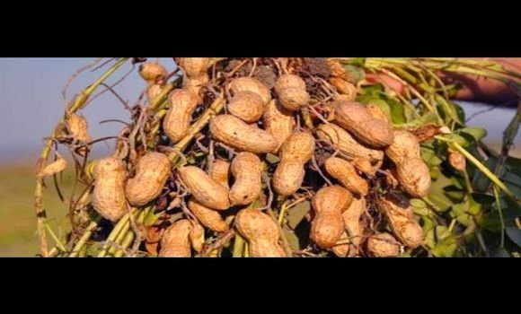 زراعة الفول السوداني : توقع إنتاج 6.000 قنطار برسم حملة الجني الحالية بغرداية