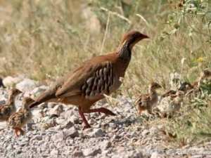 Repeuplement cynégétique: 1.200 perdreaux lâchés dans la nature à Médéa
