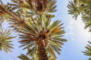 El-Bayadh - Aïn N'Khila, un potentiel touristique à promouvoir