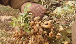 Ghardaïa : Arachides : un faible rendement