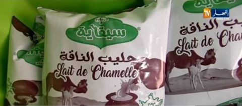 #الجزائر دخول أول #مصنع لتسويق #حليب #الناقة حيز الخدمة