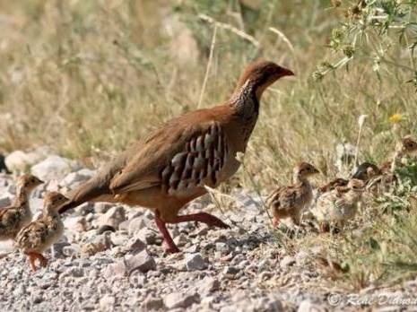 Repeuplement cynégétique: 1.200 perdreaux lâchés dans la nature à Médéa